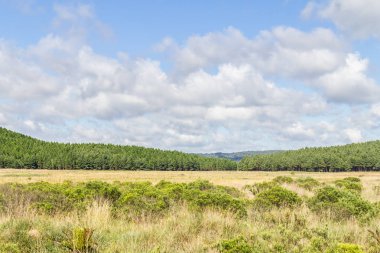 Çam Ormanı ve Mavi Gökyüzü