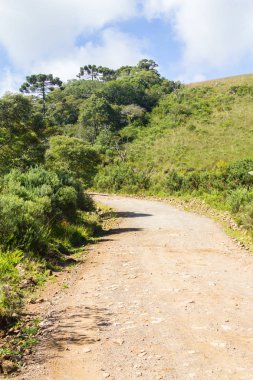 Yol ve Araucaria angustifolia orman