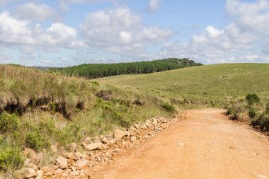 Çiftlik yol çam ormanı ile