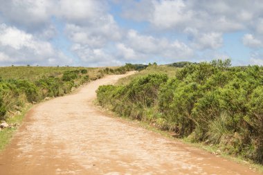 Yol ve Araucaria angustifolia orman