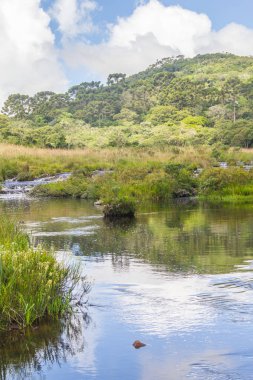 Kanyon nehir ve orman yansıma