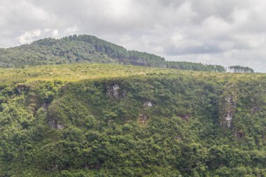 Kanyon boyunca çam ormanı
