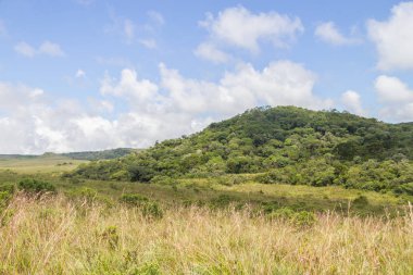 Orman ve hill bir gruptaki