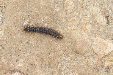 Centipede from Rio Grande do Sul