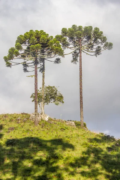 Araucaria angustifolia trees — Stock Photo, Image