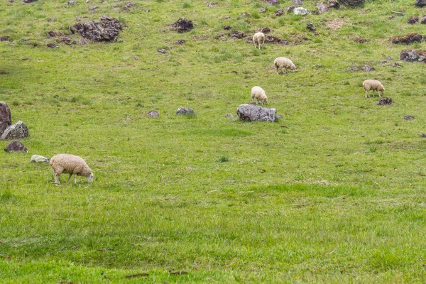 Ovce na pastvě ve farmě — Stock fotografie