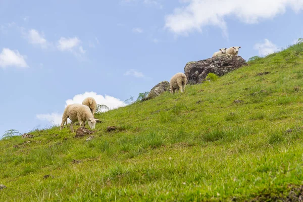 Schafe weiden auf einem Bauernhof — Stockfoto