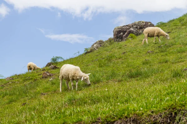 Schafe weiden auf einem Bauernhof — Stockfoto