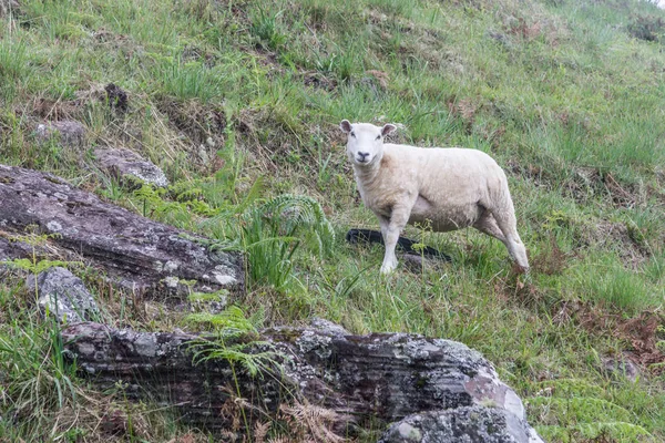 Pastoreo de ovejas en una granja —  Fotos de Stock