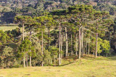 Araucaria angustifolia orman
