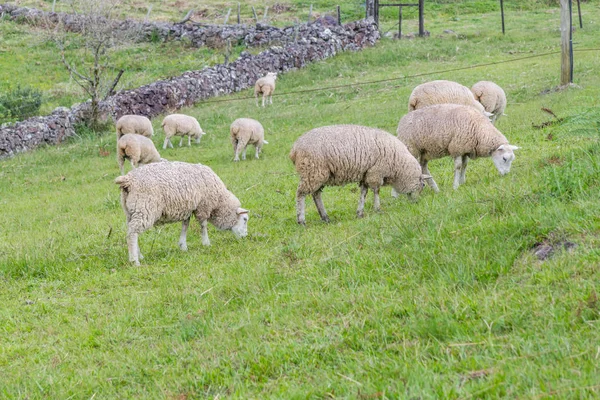 농장에서 방목 하는 양 — 스톡 사진
