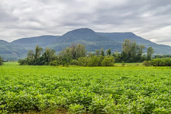 Soy plantation in Farm