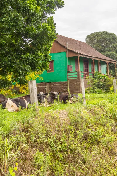 Vacas em uma fazenda — Fotografia de Stock