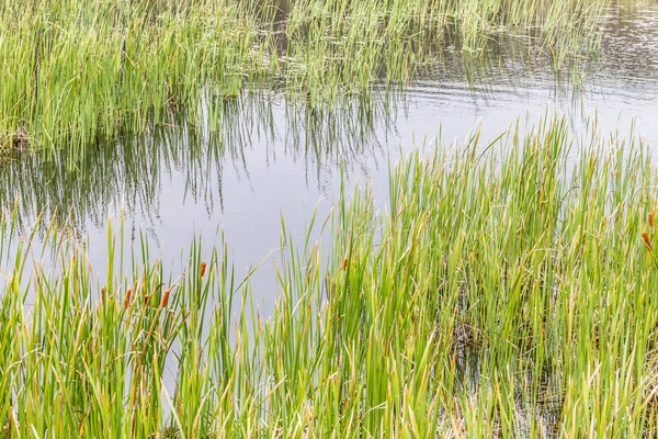 모로도가 우 쵸의 오래 된 석조 채 석 장에 있는 호수에서의 물 식물 — 스톡 사진