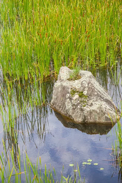 Planta de roca y agua en un lago en una antigua cantera de piedra en Morro d — Foto de Stock