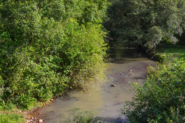 Small stream in the forest — Stock Photo, Image