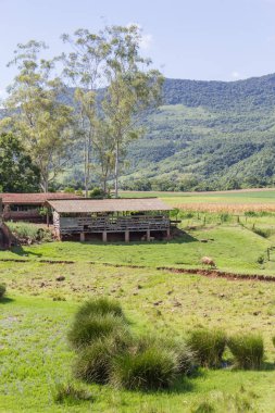 Çiftlikteki koyunlar