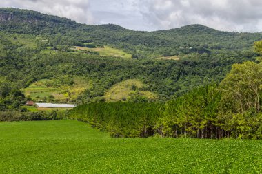 Soya ekimi ve çam ormanı