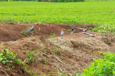  Soya ekimi, Güney kız kuşu