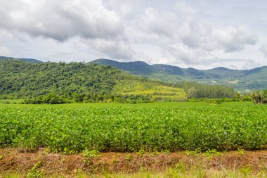 Soya ekimi ve çiftlik