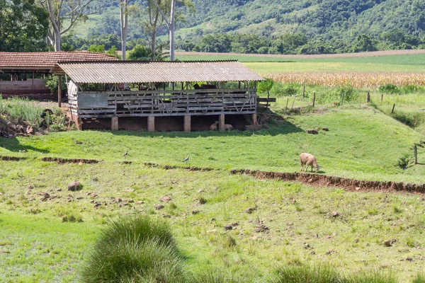 Çiftlikteki koyunlar