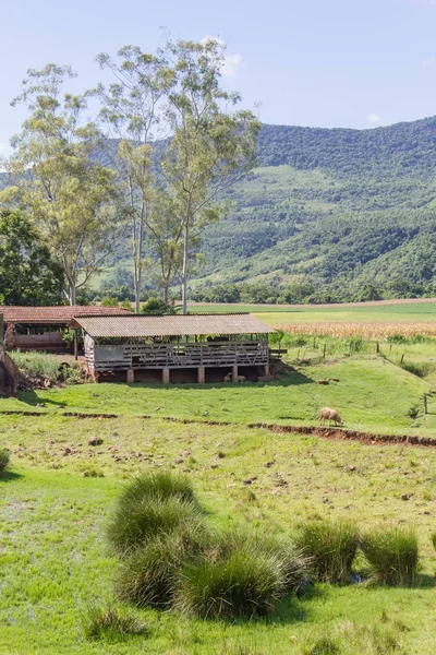 Çiftlikteki koyunlar