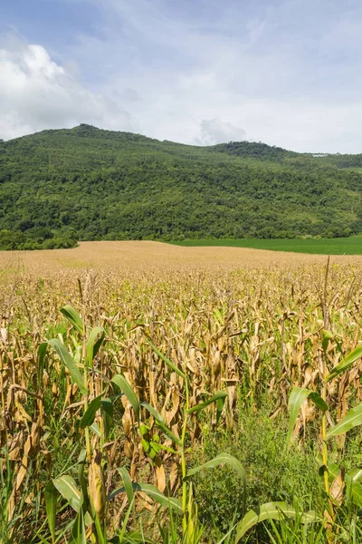 Forest and Corn plantation — Stock Photo, Image