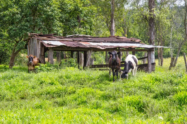 Koeien op de boerderij — Stockfoto