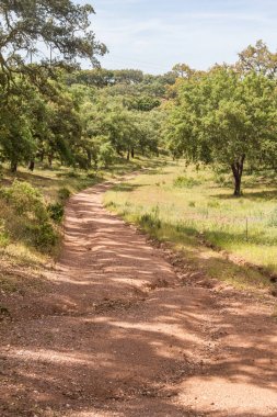 İz Cork ağaç ormandaki Santiago Cacem yapmak