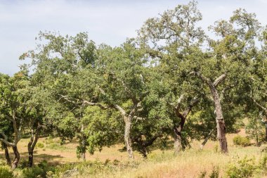 İz Cork ağaç ormandaki Santiago Cacem yapmak