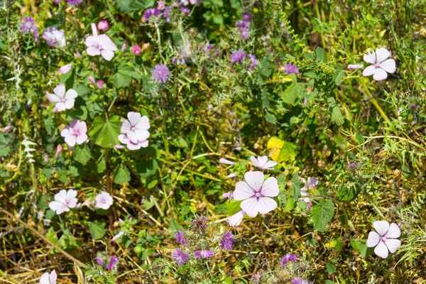 在圣地亚哥的小道上的野花做卡塞姆 — 图库照片