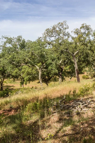 Sentiero nella foresta di sughero Santiago do Cacem — Foto Stock