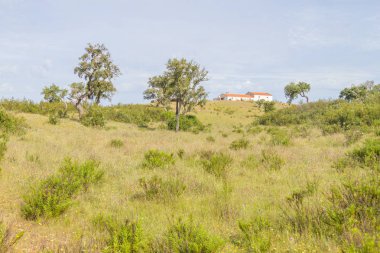 Çiftlik inek, Cork ağaç orman ve Vale Esteva çiçekler