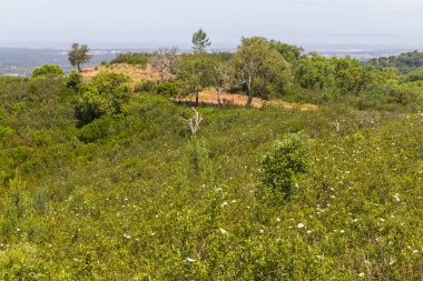 Cork tree ormanda iz ve Esteva çiçek Santiago Cacem yapmak
