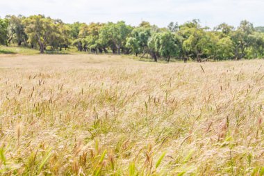 Çiftlik alan Santiago Cacem yapmak
