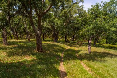 İz Cork ağaç ormandaki Santiago Cacem yapmak