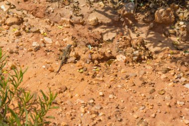 Kertenkele Santiago iz içinde yapmak Cacem