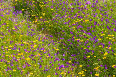 Santiago iz kır çiçekleri Cacem yapmak