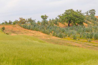 Cork tree Santiago alanında yapmak Cacem