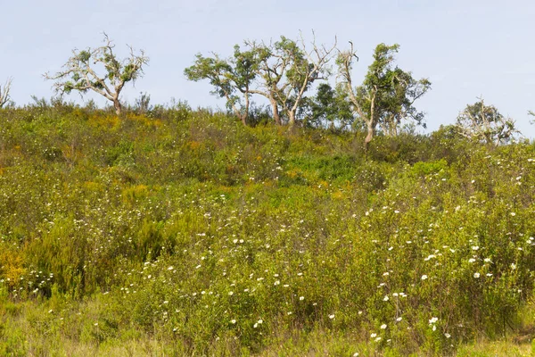 Trilha com floresta de cortiça e flores de Esteva em Vale Seco, San — Fotografia de Stock