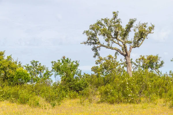 Trilha com floresta de cortiça e flores de Esteva em Vale Seco, San — Fotografia de Stock