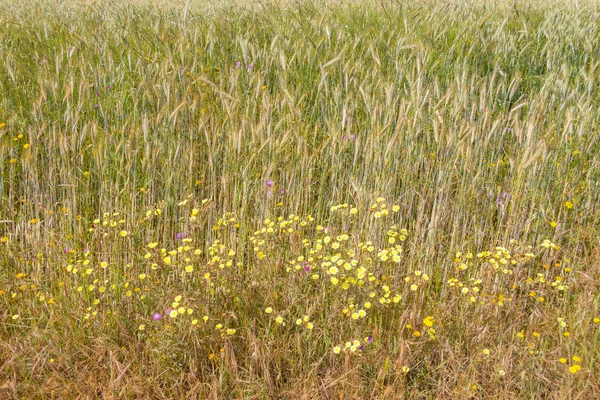 Wheat plantation and wild flowers in Vale Seco, Santiago do Cace