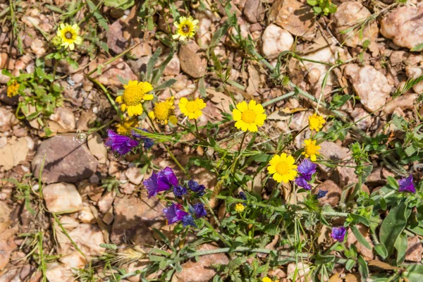 Flores silvestres na trilha em Santiago do Cacem — Fotografia de Stock