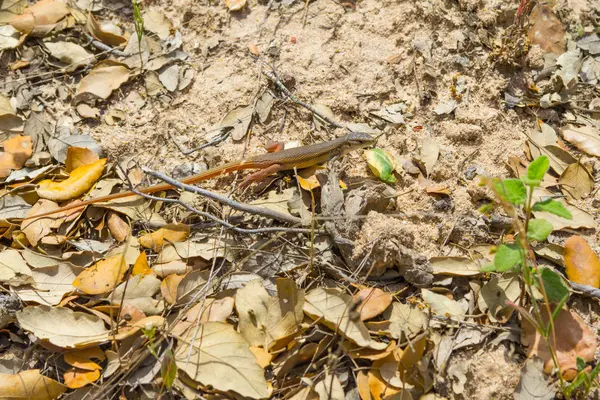 Lézard dans le sentier à Santiago do Cacem — Photo