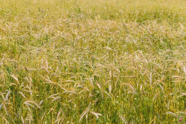 Farm wheat plantation in Santiago do Cacem — Stock Photo, Image