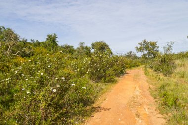 Cork ağaç orman ve Vale Seco, San Esteva çiçekler ile iz