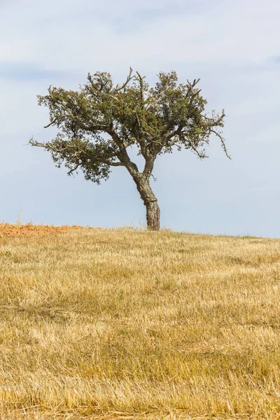 Árvore em um campo em Santiago do Cacem — Fotografia de Stock