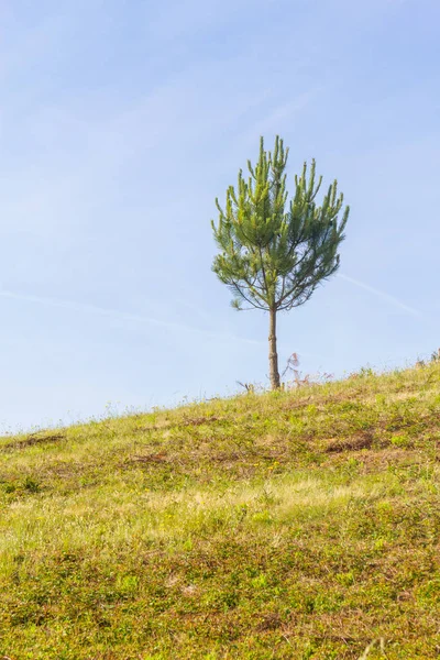 在圣地亚哥的皮涅罗曼索松树做卡塞姆 — 图库照片