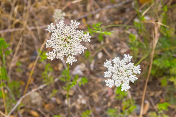 Wild flowers in the trail in Santiago do Cacem — Stock Photo, Image