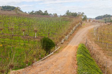 Kış, Vale dos Vinhedos Vadisi üzüm bağları